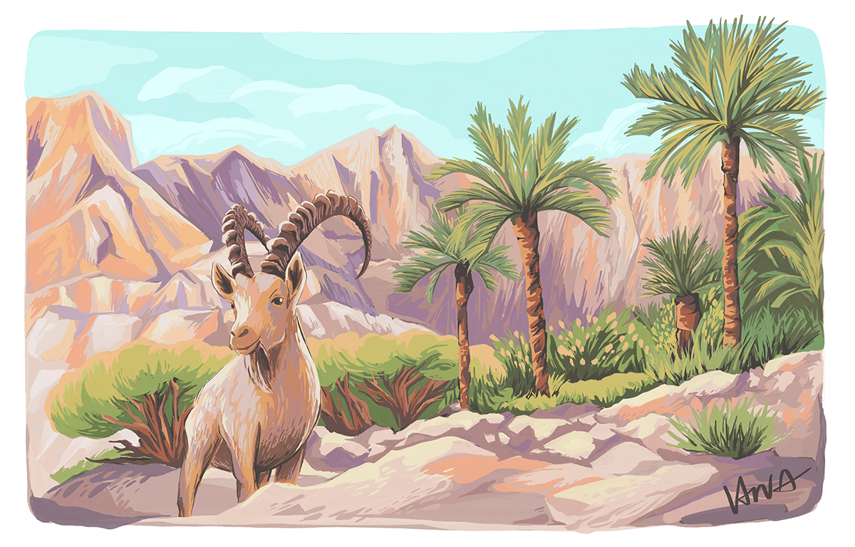 Ibex mountain goat, illustrated by Vania Hardy Ibex mountain goat, illustrated by Vania Hardy